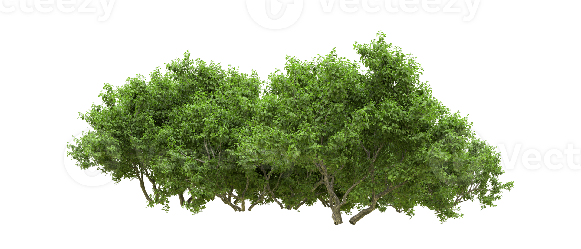 verde floresta isolado em fundo. 3d Renderização - ilustração png