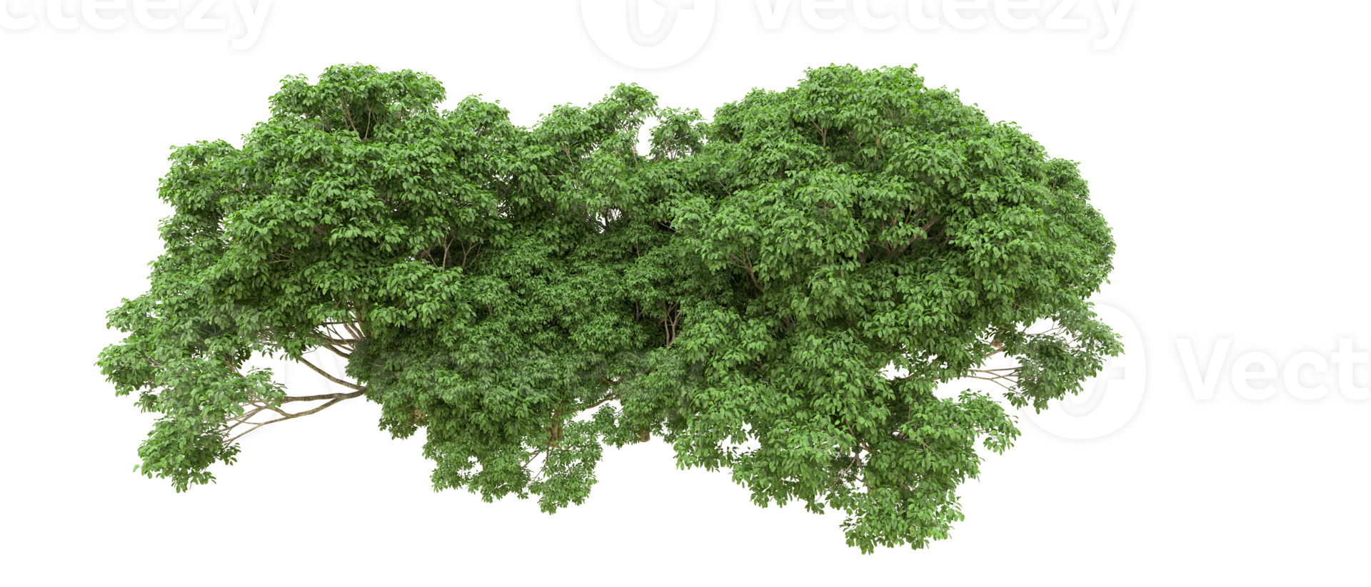 Green forest isolated on background. 3d rendering - illustration png