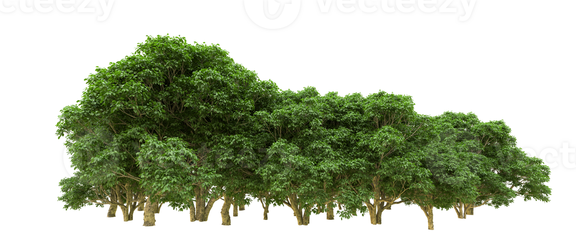 Green forest isolated on background. 3d rendering - illustration png
