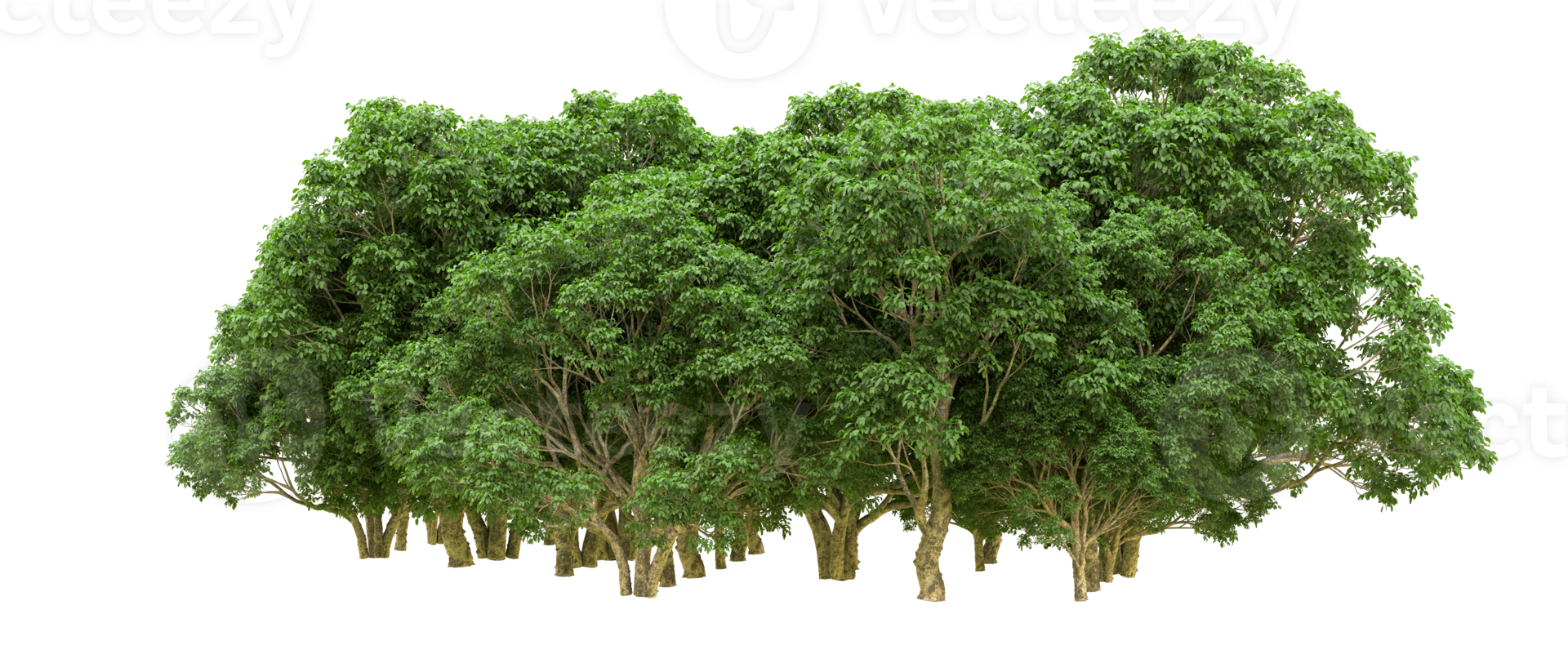 Green forest isolated on background. 3d rendering - illustration png