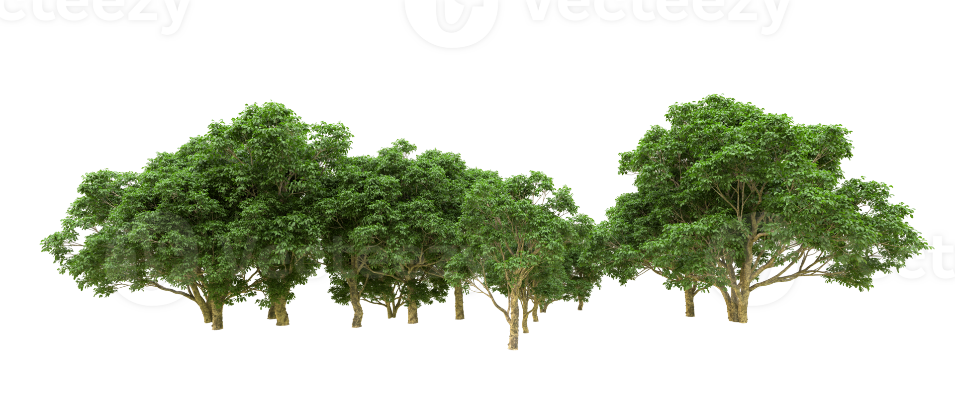 Green forest isolated on background. 3d rendering - illustration png