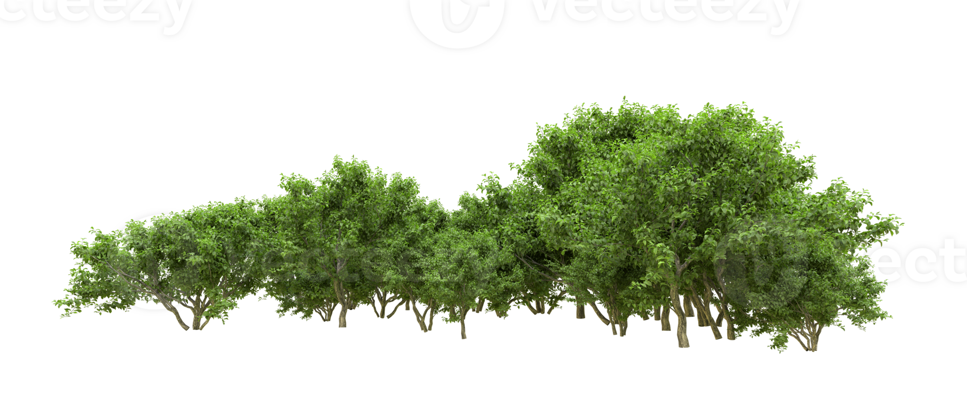 Green forest isolated on background. 3d rendering - illustration png