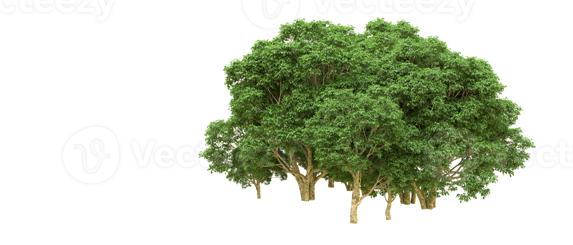 Green forest isolated on background. 3d rendering - illustration png