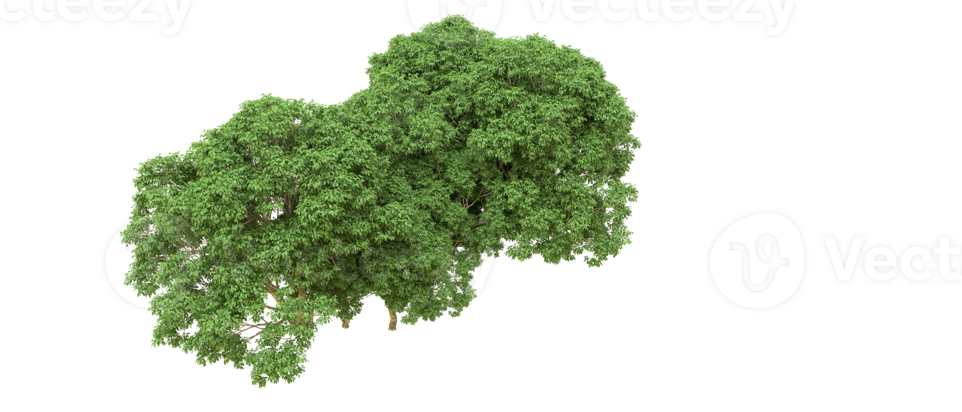 Green forest isolated on background. 3d rendering - illustration png