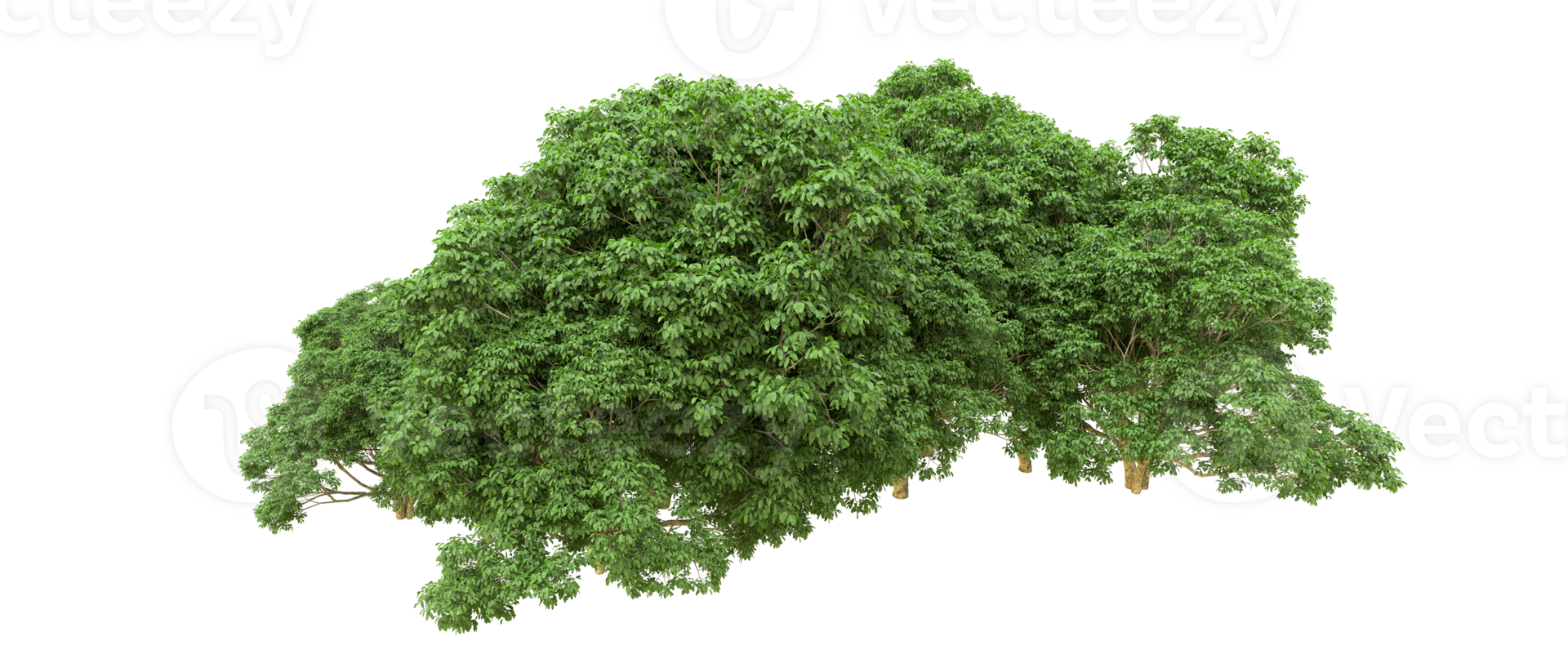 Green forest isolated on background. 3d rendering - illustration png