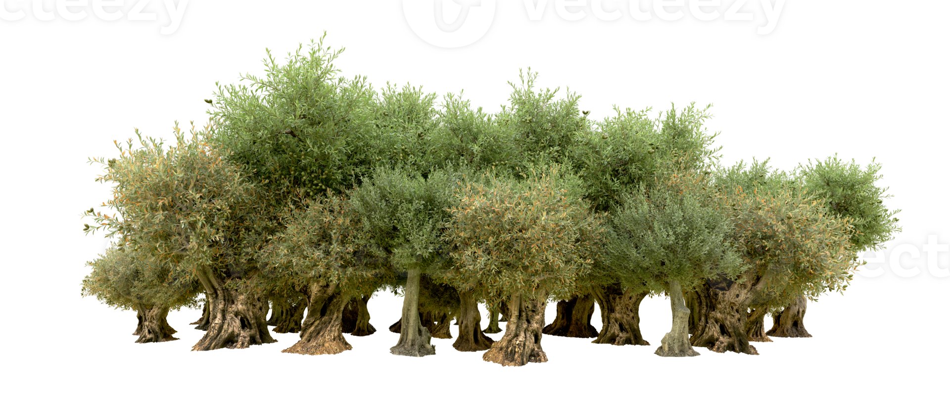 Green forest isolated on background. 3d rendering - illustration png