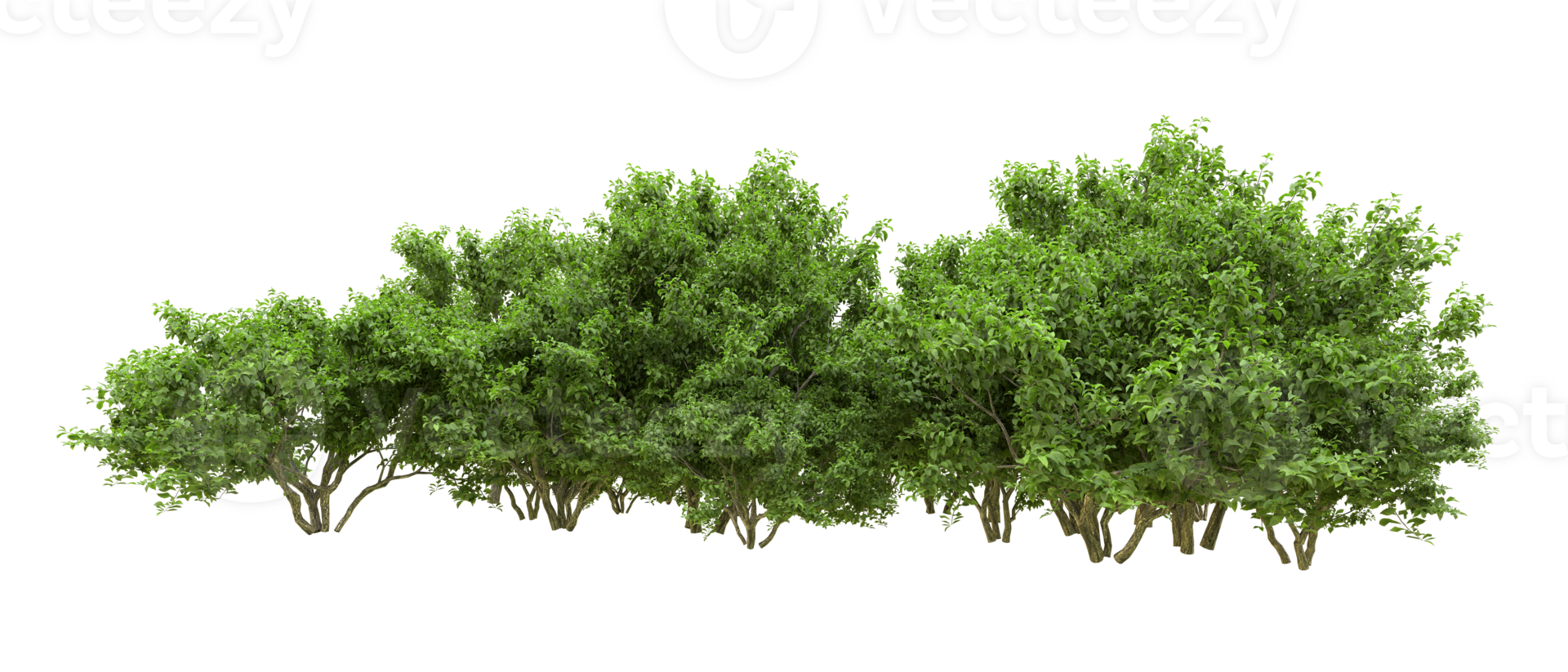 Green forest isolated on background. 3d rendering - illustration png