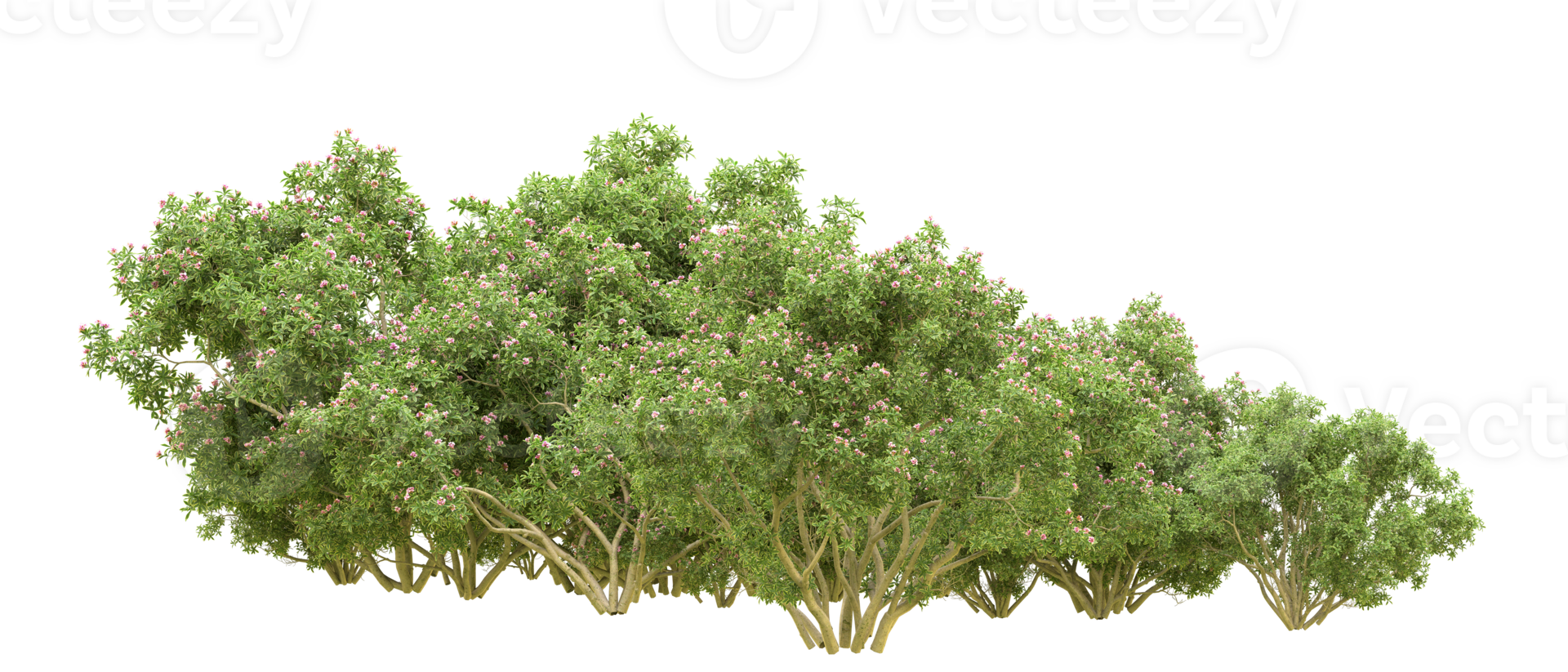 Green forest isolated on background. 3d rendering - illustration png