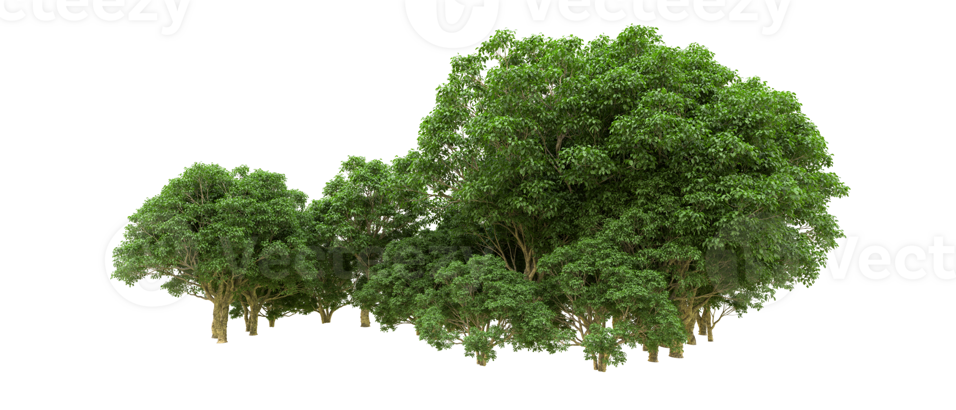 Green forest isolated on background. 3d rendering - illustration png