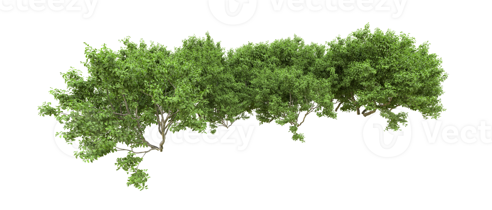 Green forest isolated on background. 3d rendering - illustration png