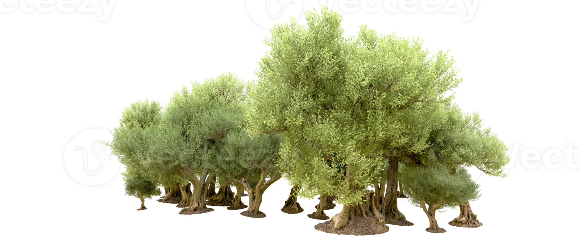 Green forest isolated on background. 3d rendering - illustration png