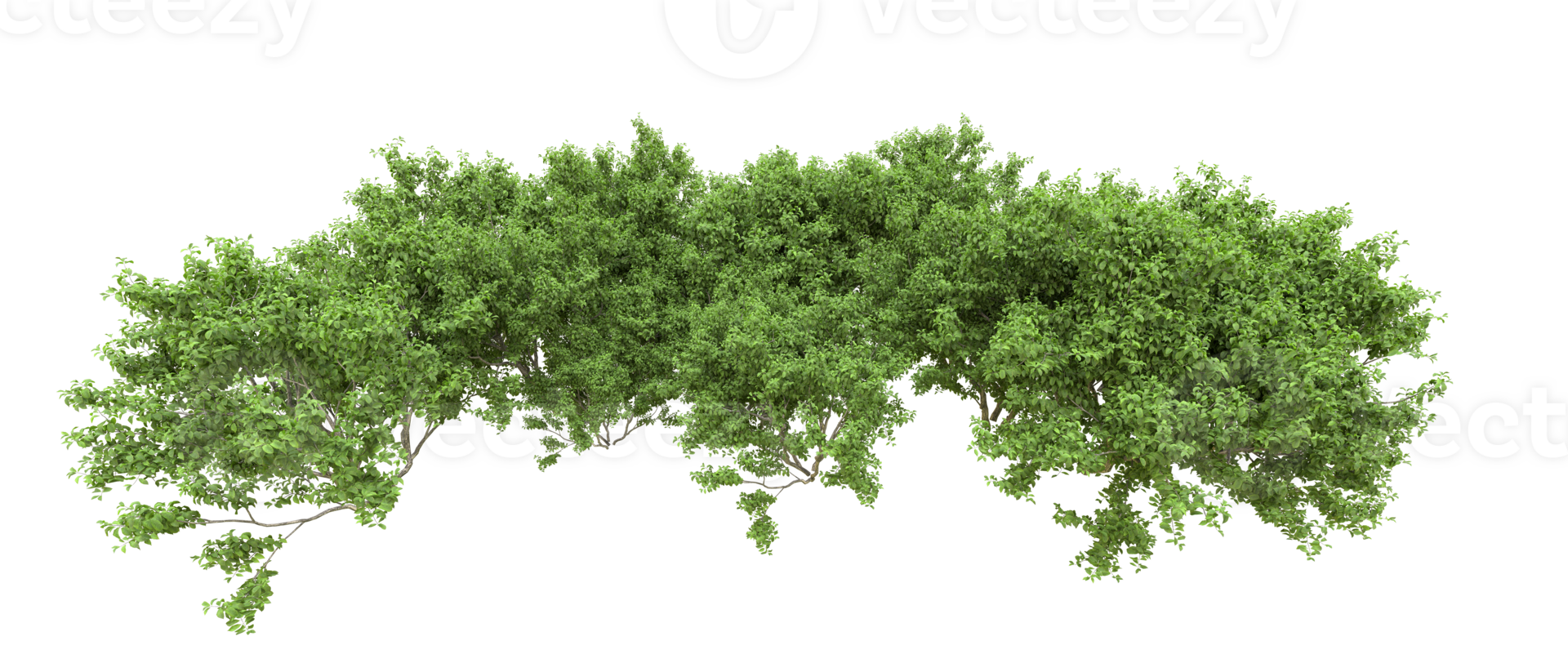 Green forest isolated on background. 3d rendering - illustration png