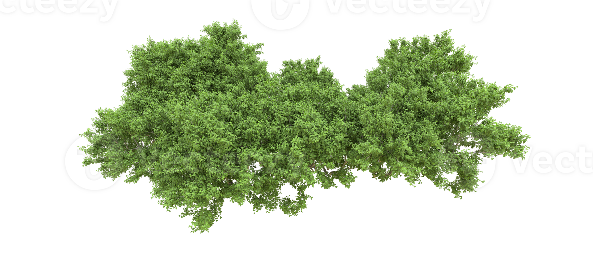 Green forest isolated on background. 3d rendering - illustration png