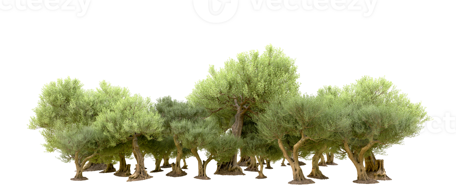 Green forest isolated on background. 3d rendering - illustration png