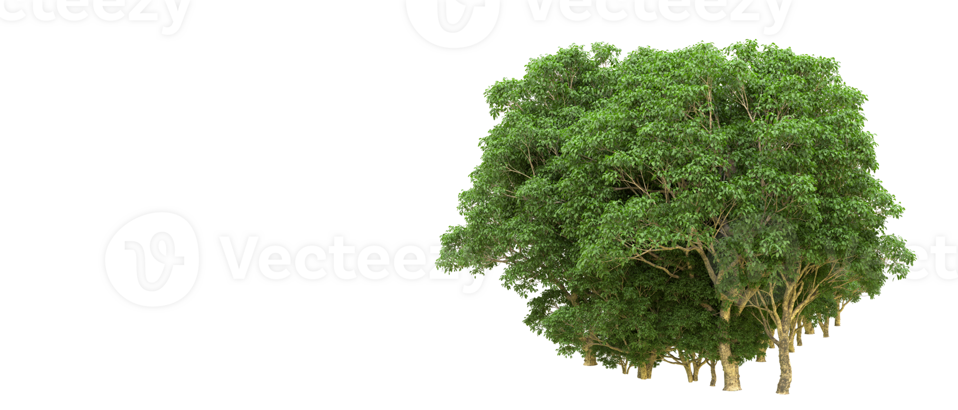 Green forest isolated on background. 3d rendering - illustration png