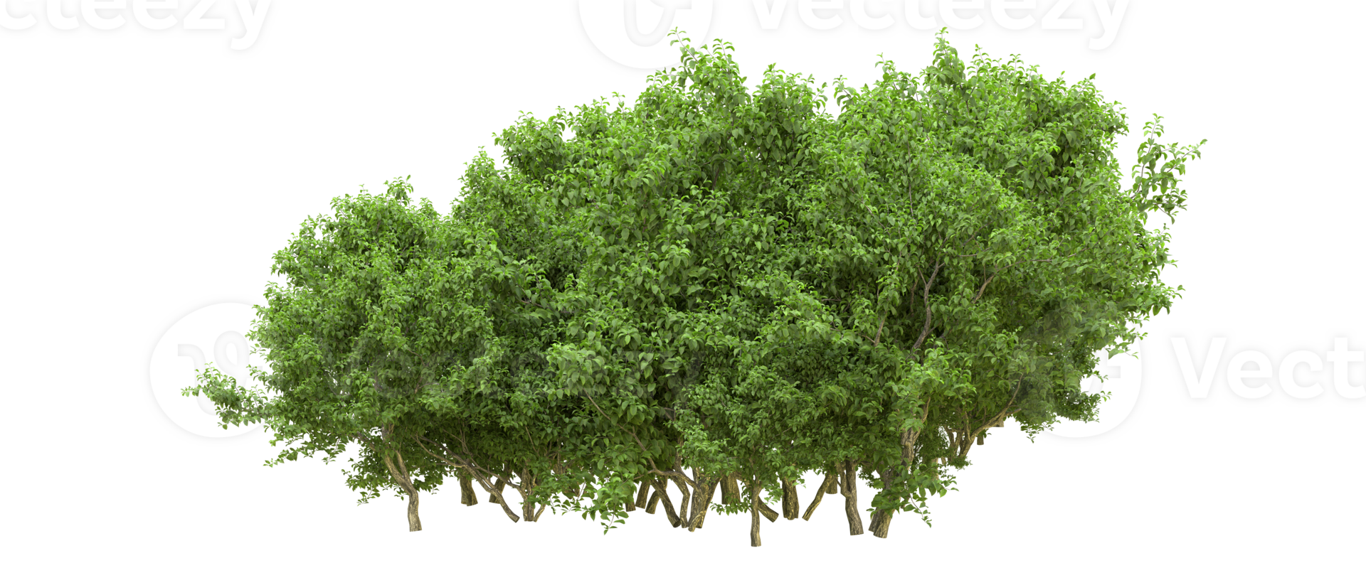 Green forest isolated on background. 3d rendering - illustration png