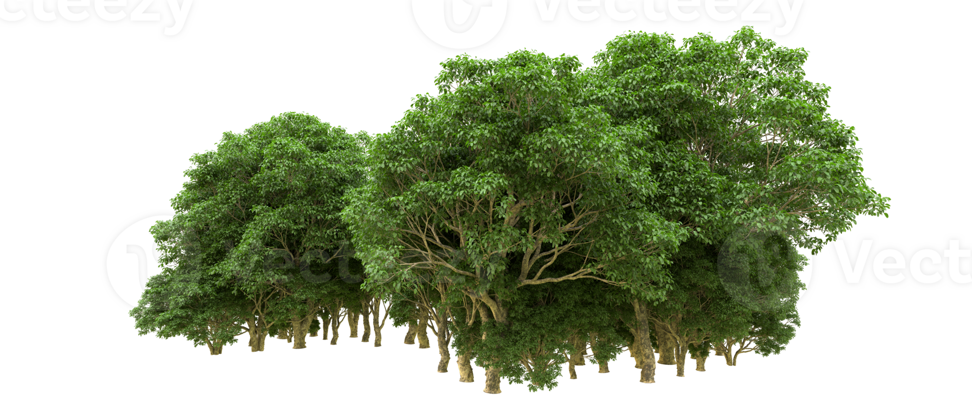 Green forest isolated on background. 3d rendering - illustration png