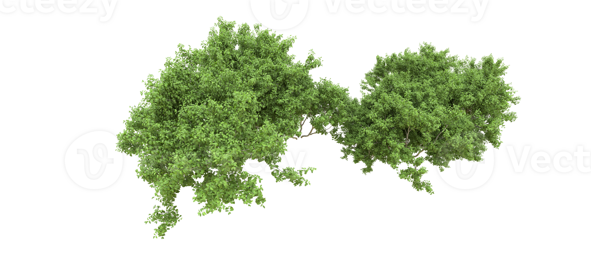 Green forest isolated on background. 3d rendering - illustration png