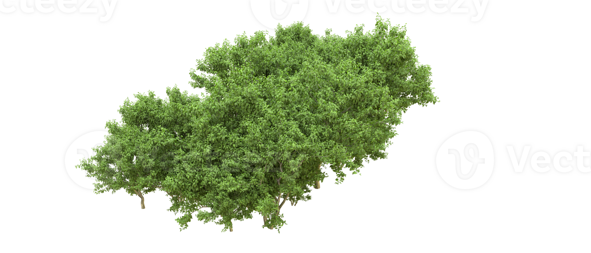 verde bosque aislado en antecedentes. 3d representación - ilustración png