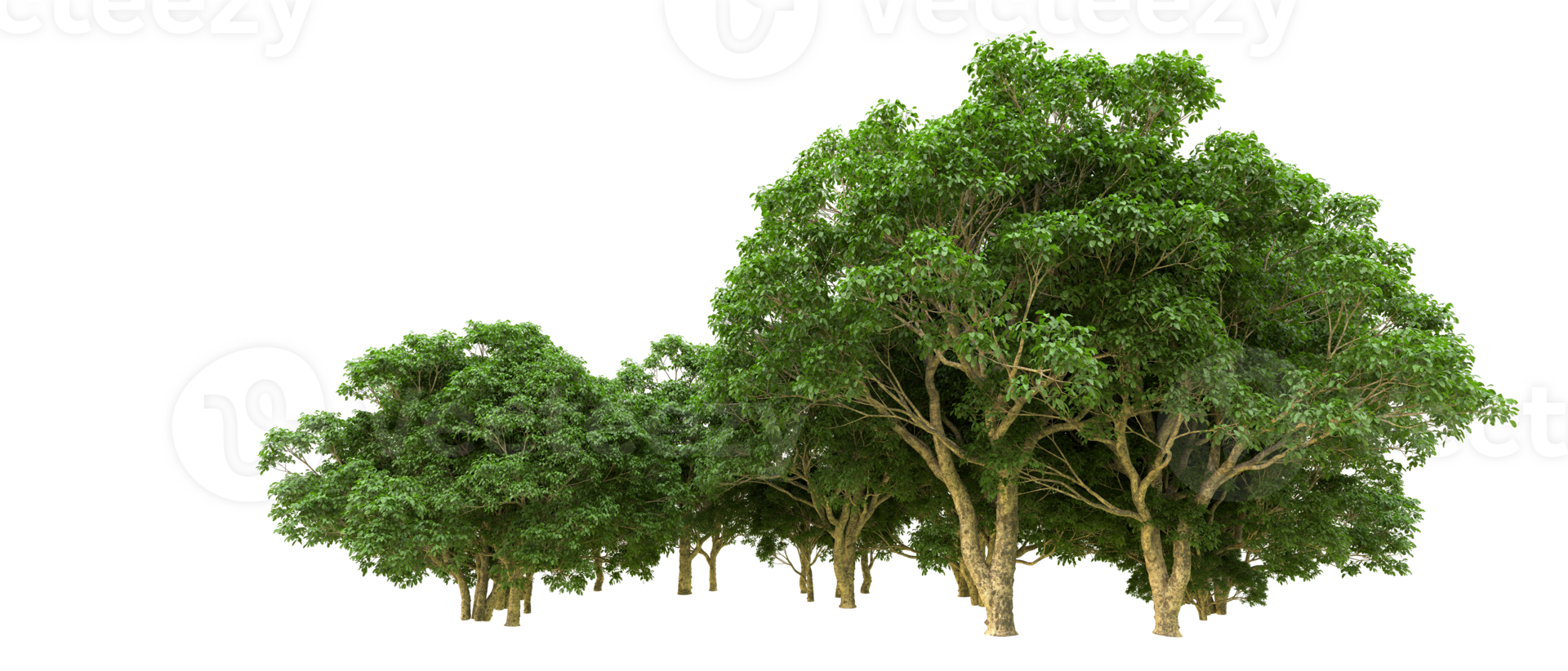 Green forest isolated on background. 3d rendering - illustration png