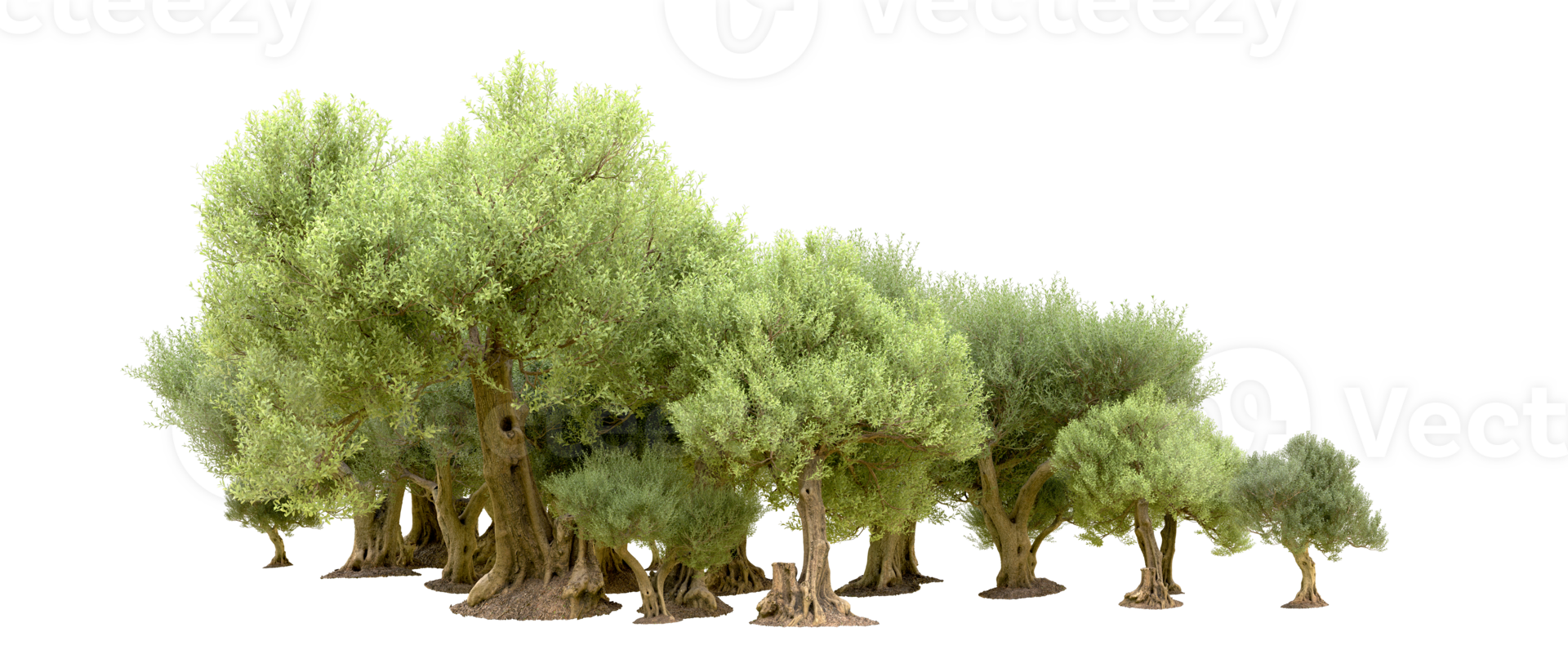 Green forest isolated on background. 3d rendering - illustration png
