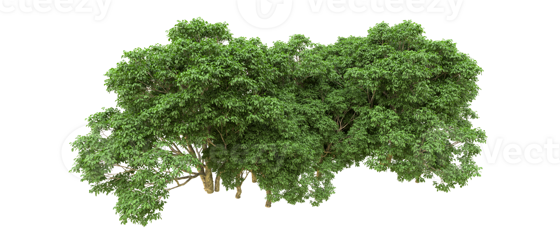Green forest isolated on background. 3d rendering - illustration png
