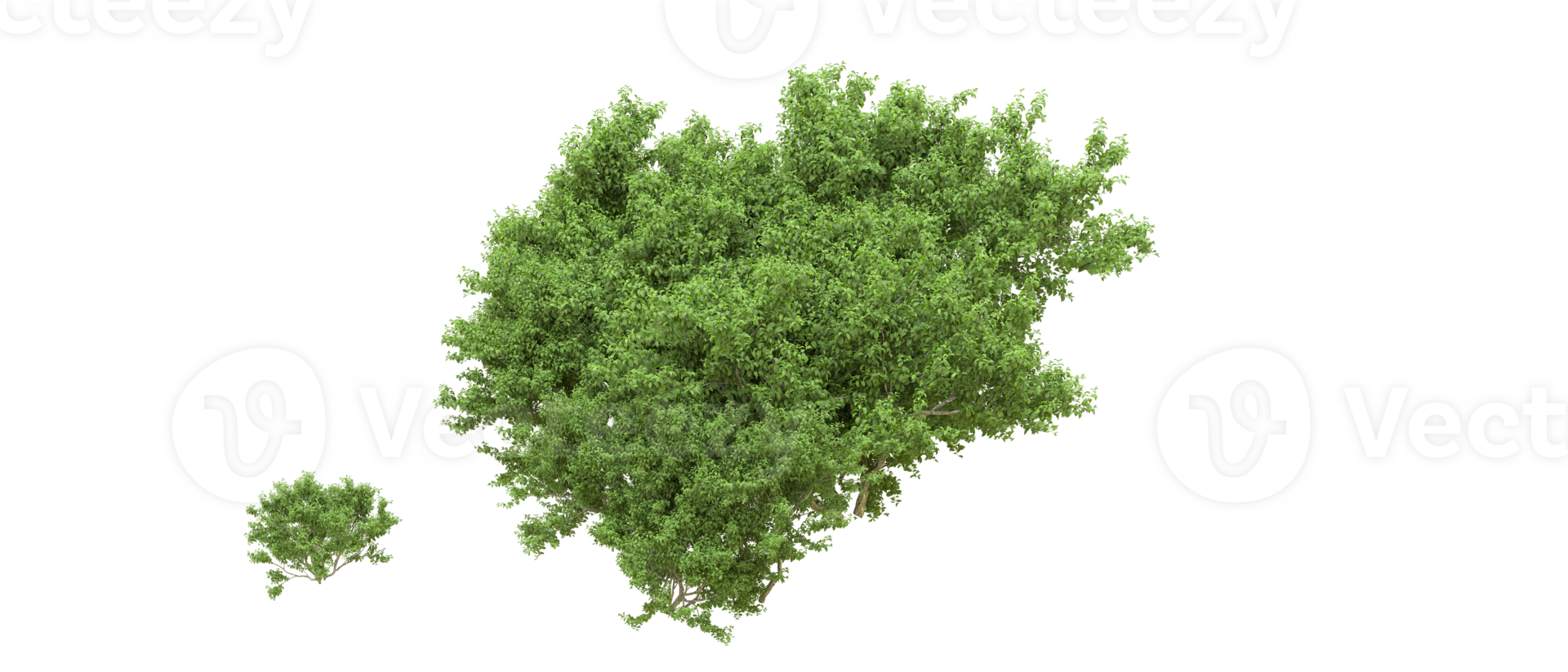 Green forest isolated on background. 3d rendering - illustration png