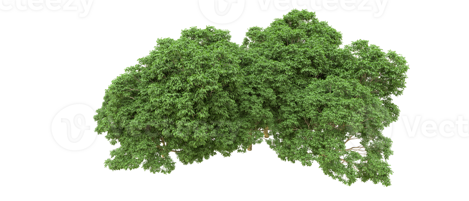 Green forest isolated on background. 3d rendering - illustration png