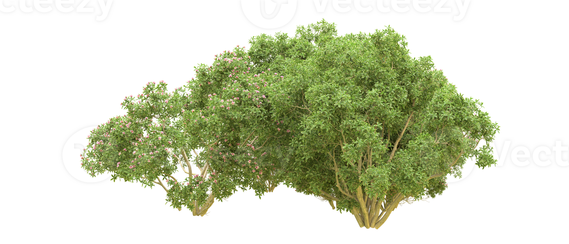 Green forest isolated on background. 3d rendering - illustration png