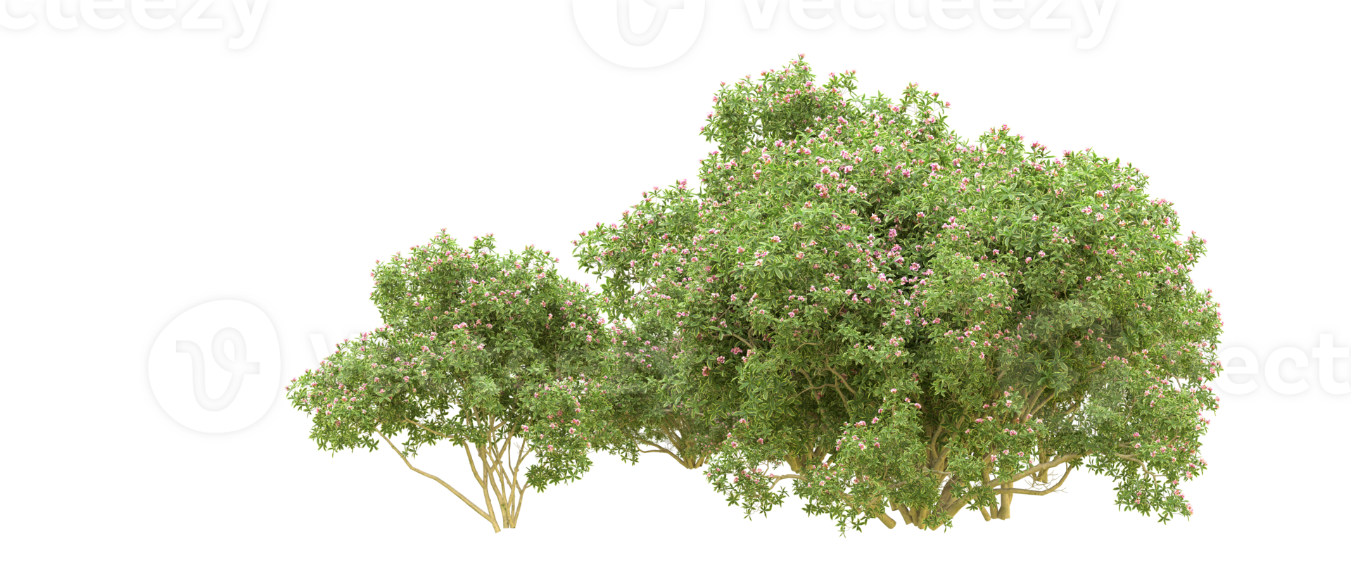 Green forest isolated on background. 3d rendering - illustration png