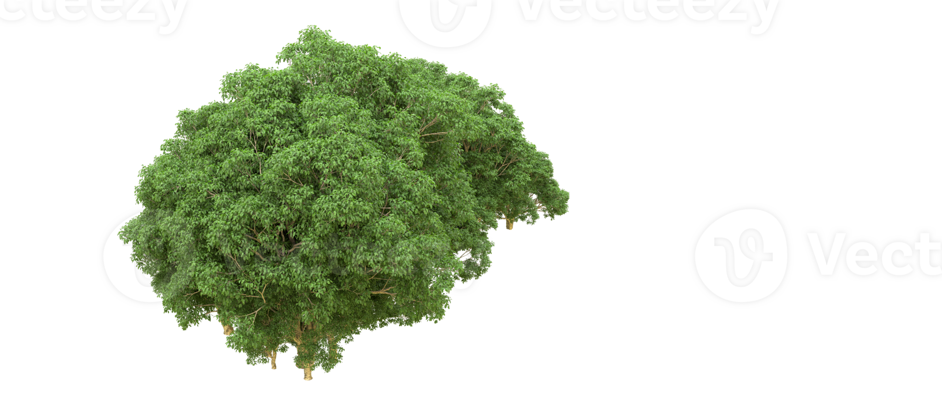 Green forest isolated on background. 3d rendering - illustration png