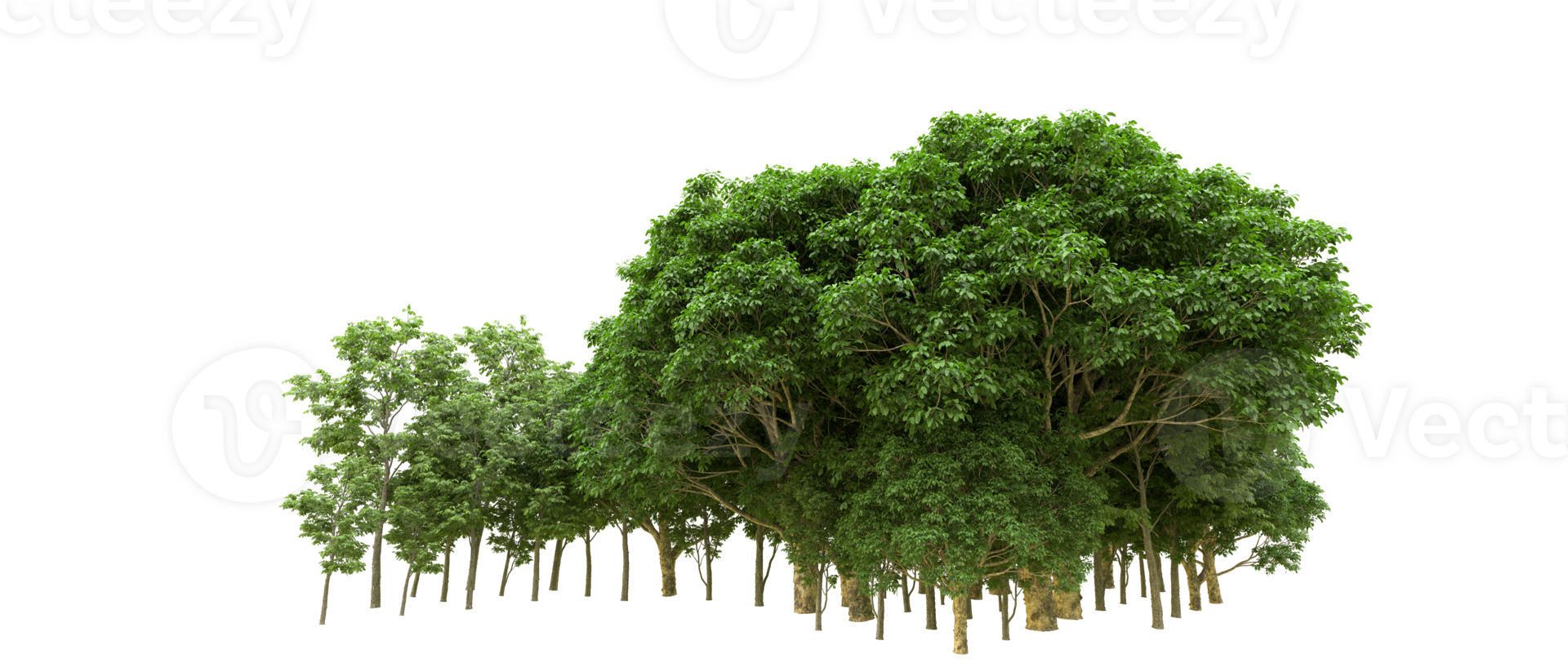 Green forest isolated on background. 3d rendering - illustration png