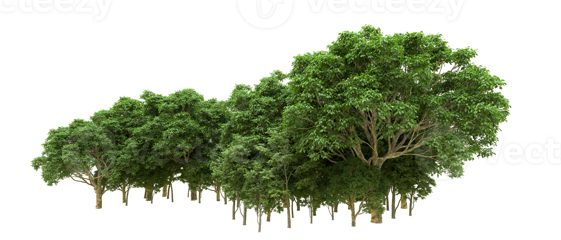 Green forest isolated on background. 3d rendering - illustration png