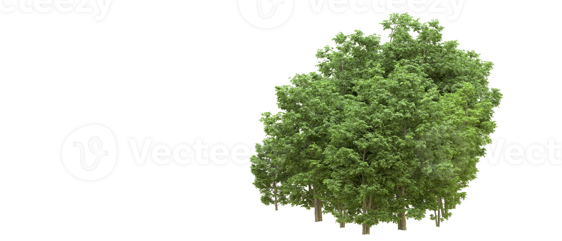 Green forest isolated on background. 3d rendering - illustration png