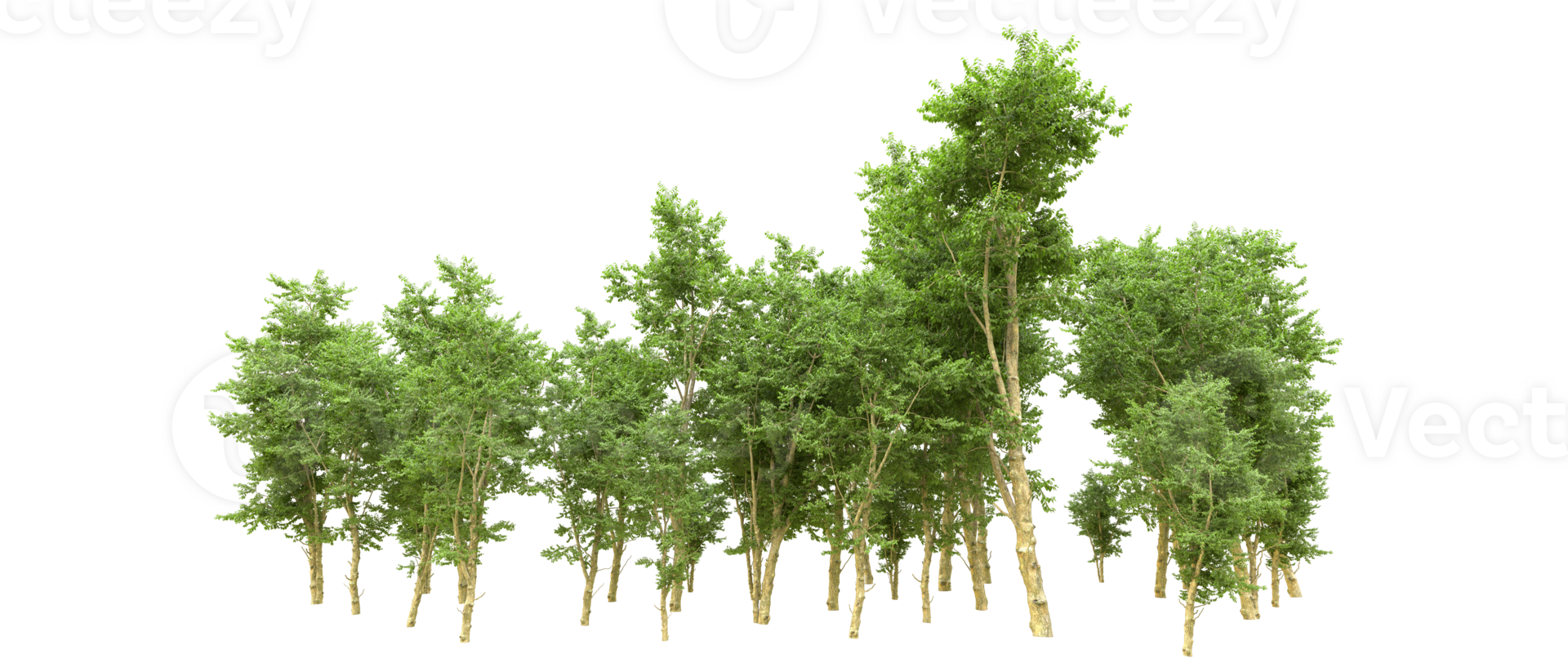 Green forest isolated on background. 3d rendering - illustration png
