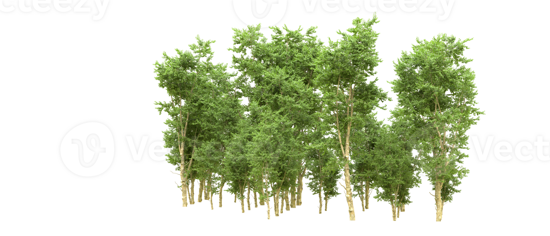 verde bosque aislado en antecedentes. 3d representación - ilustración png