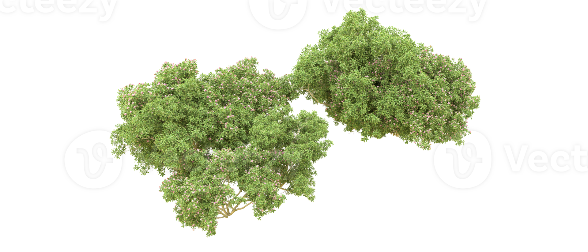 Green forest isolated on background. 3d rendering - illustration png