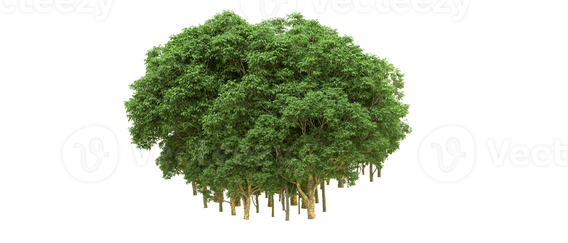 Green forest isolated on background. 3d rendering - illustration png