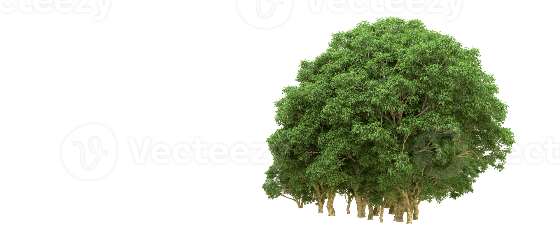 Green forest isolated on background. 3d rendering - illustration png