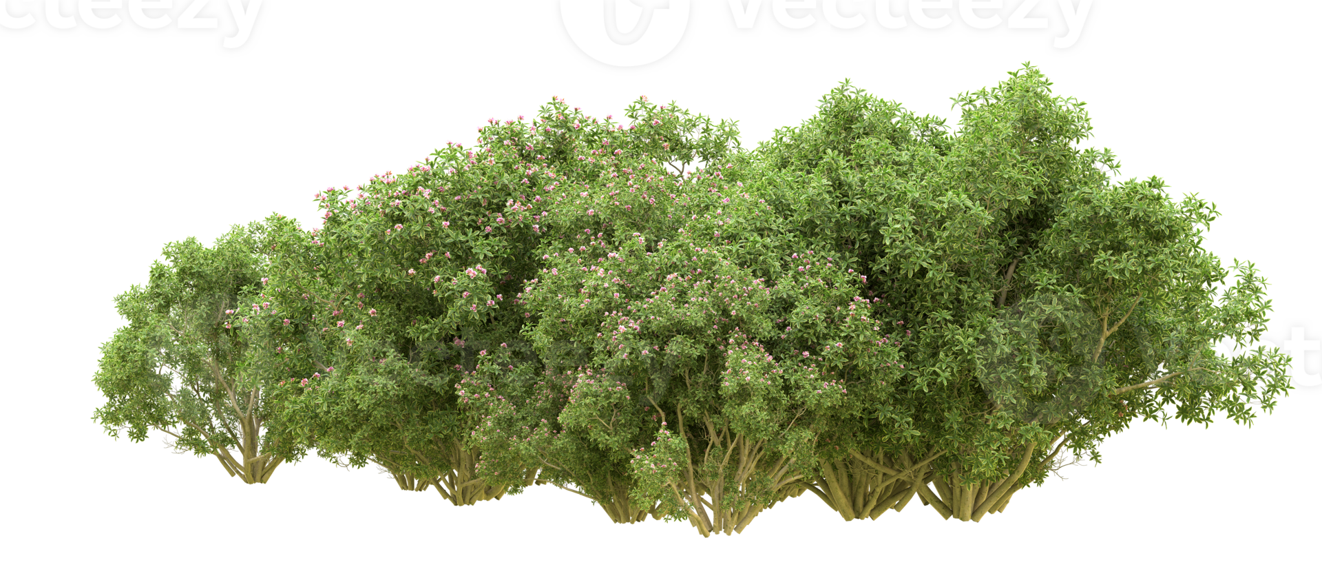 Green forest isolated on background. 3d rendering - illustration png