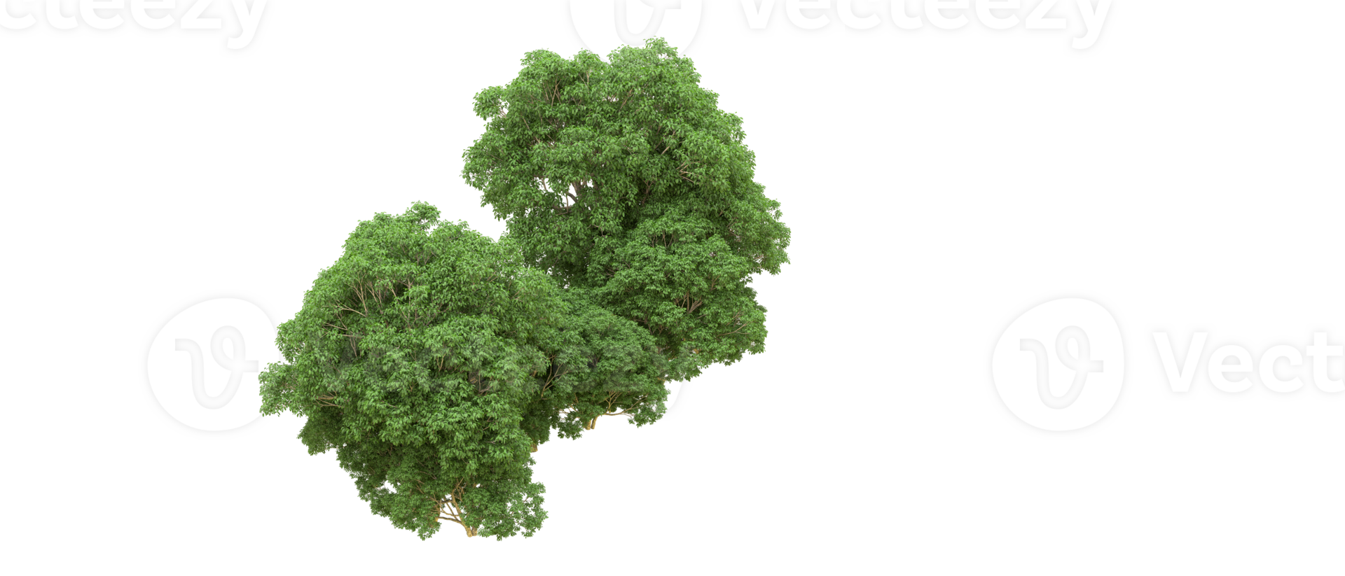 Green forest isolated on background. 3d rendering - illustration png
