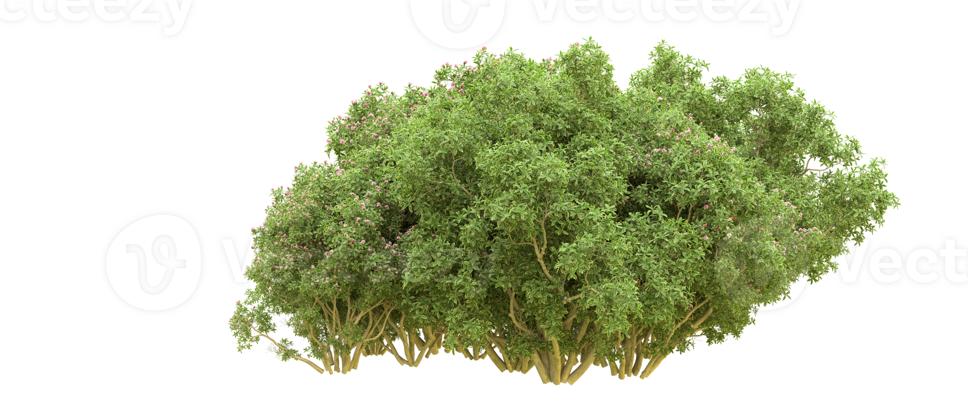 Green forest isolated on background. 3d rendering - illustration png