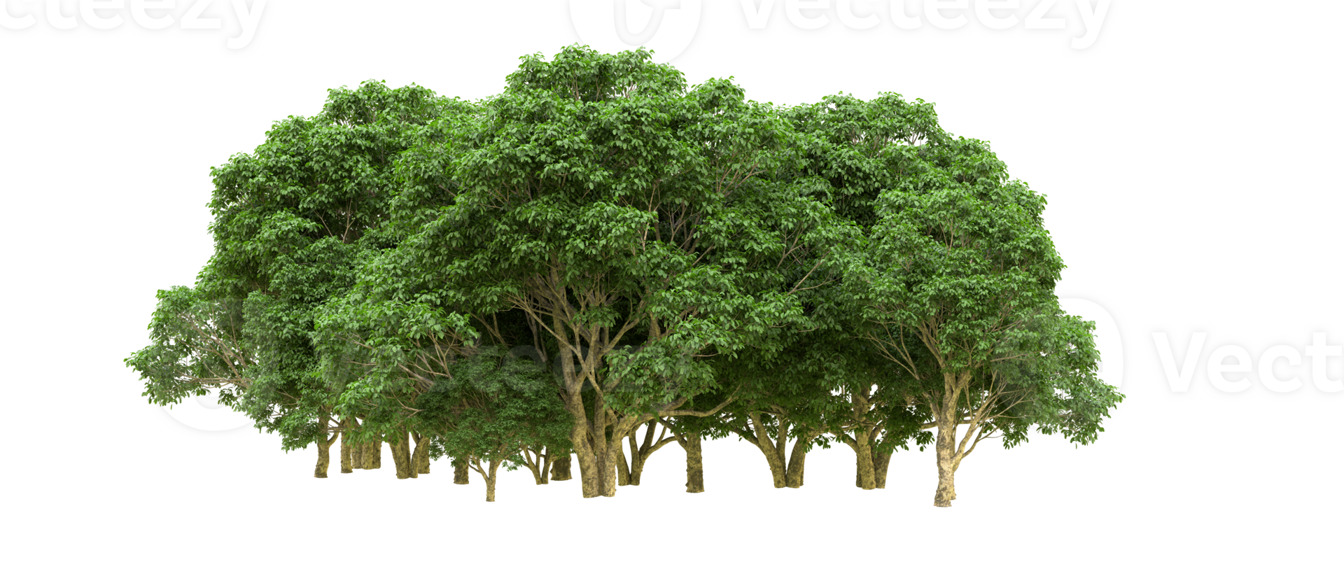 Green forest isolated on background. 3d rendering - illustration png