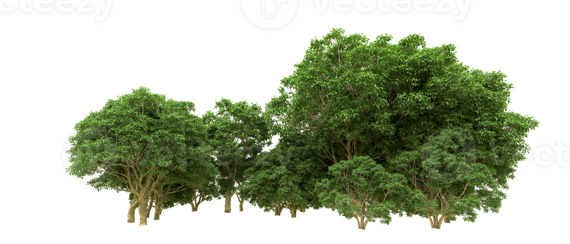 Green forest isolated on background. 3d rendering - illustration png