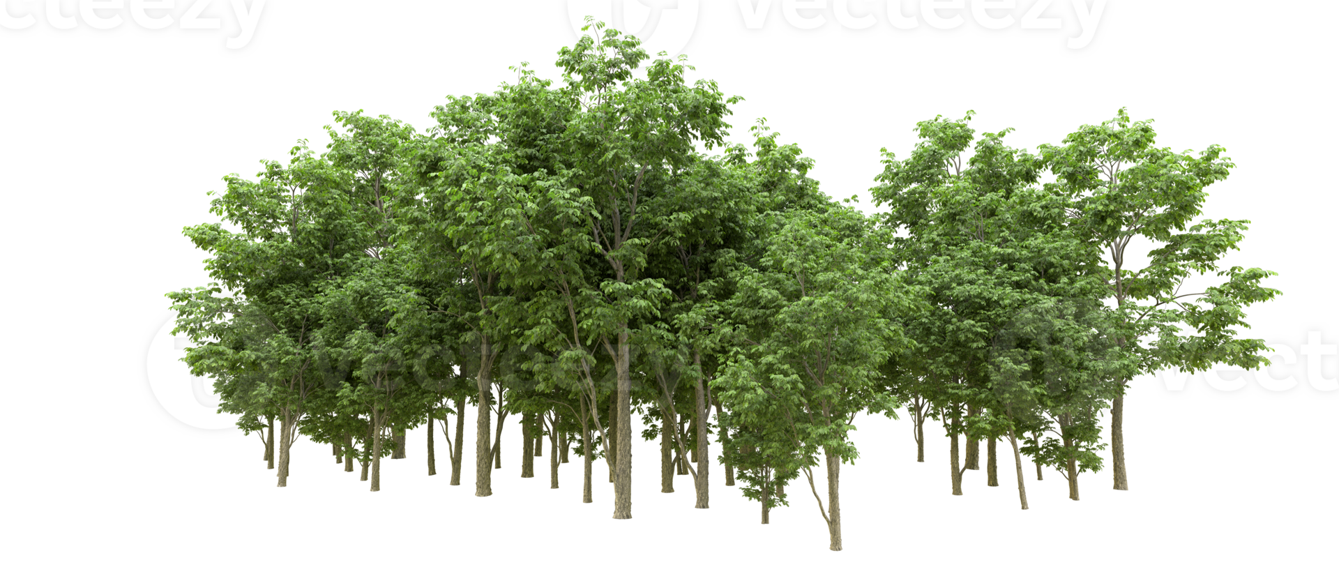 Green forest isolated on background. 3d rendering - illustration png