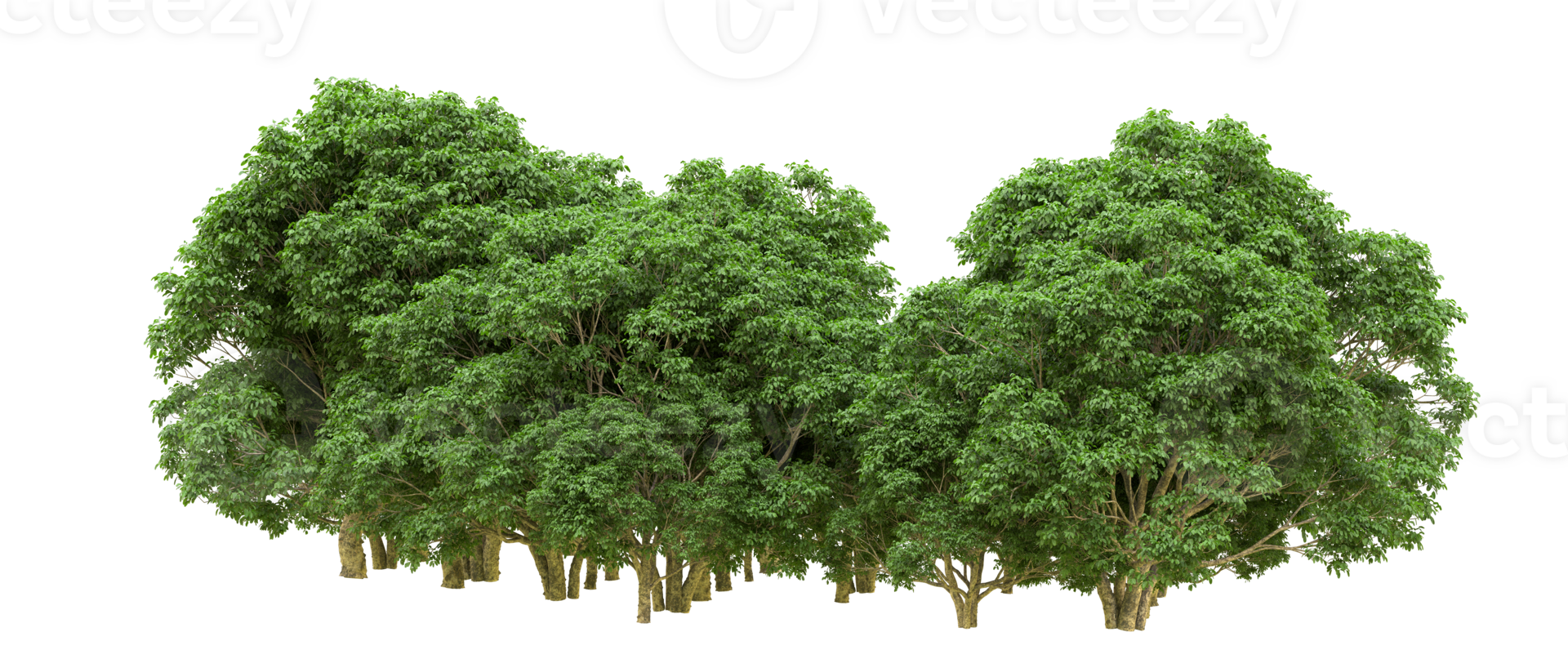 Green forest isolated on background. 3d rendering - illustration png