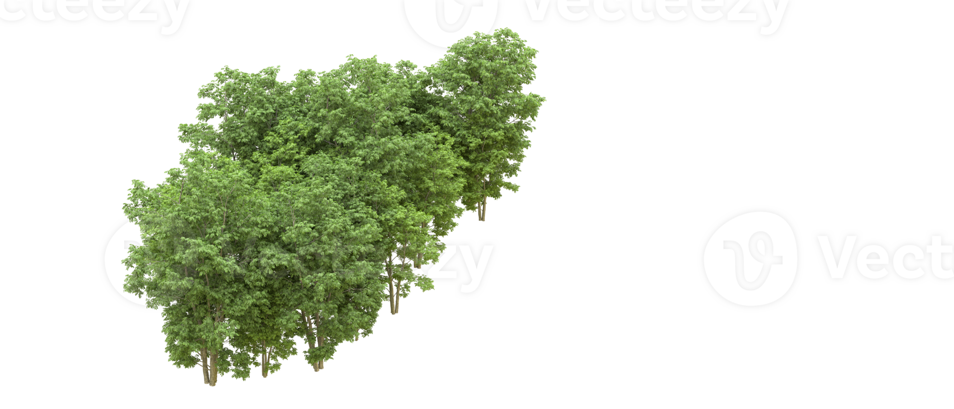 Green forest isolated on background. 3d rendering - illustration png