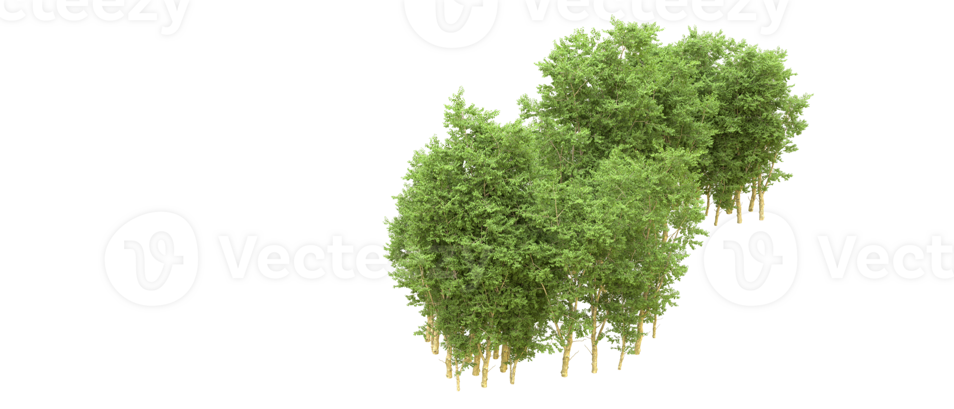 Green forest isolated on background. 3d rendering - illustration png