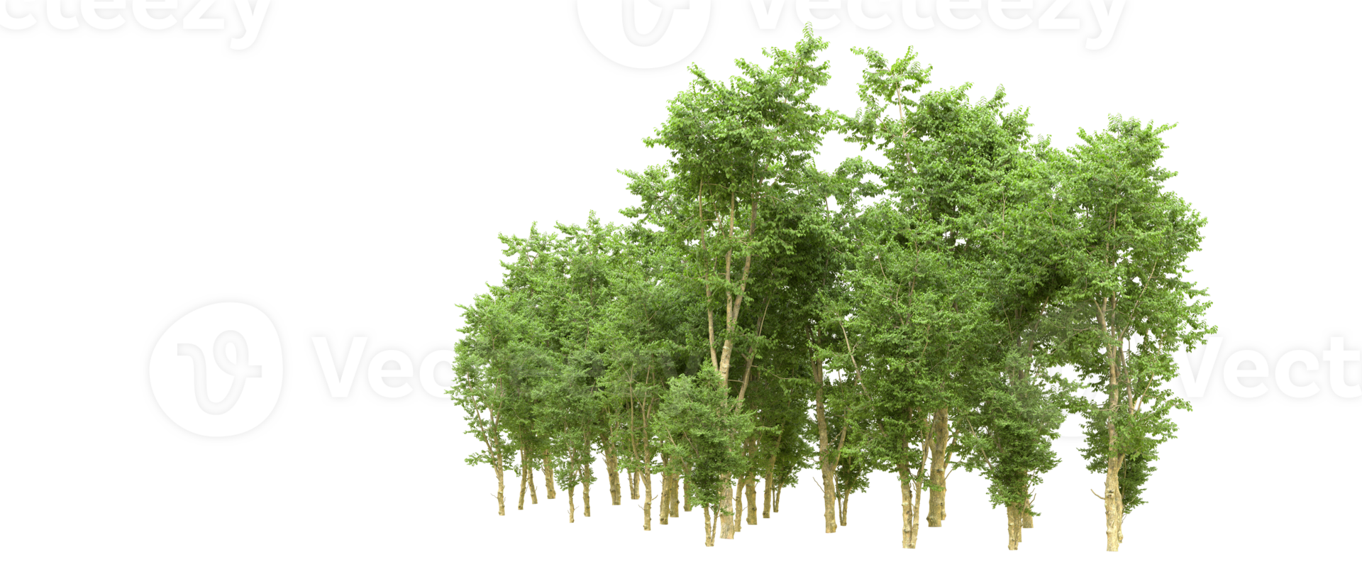 Green forest isolated on background. 3d rendering - illustration png
