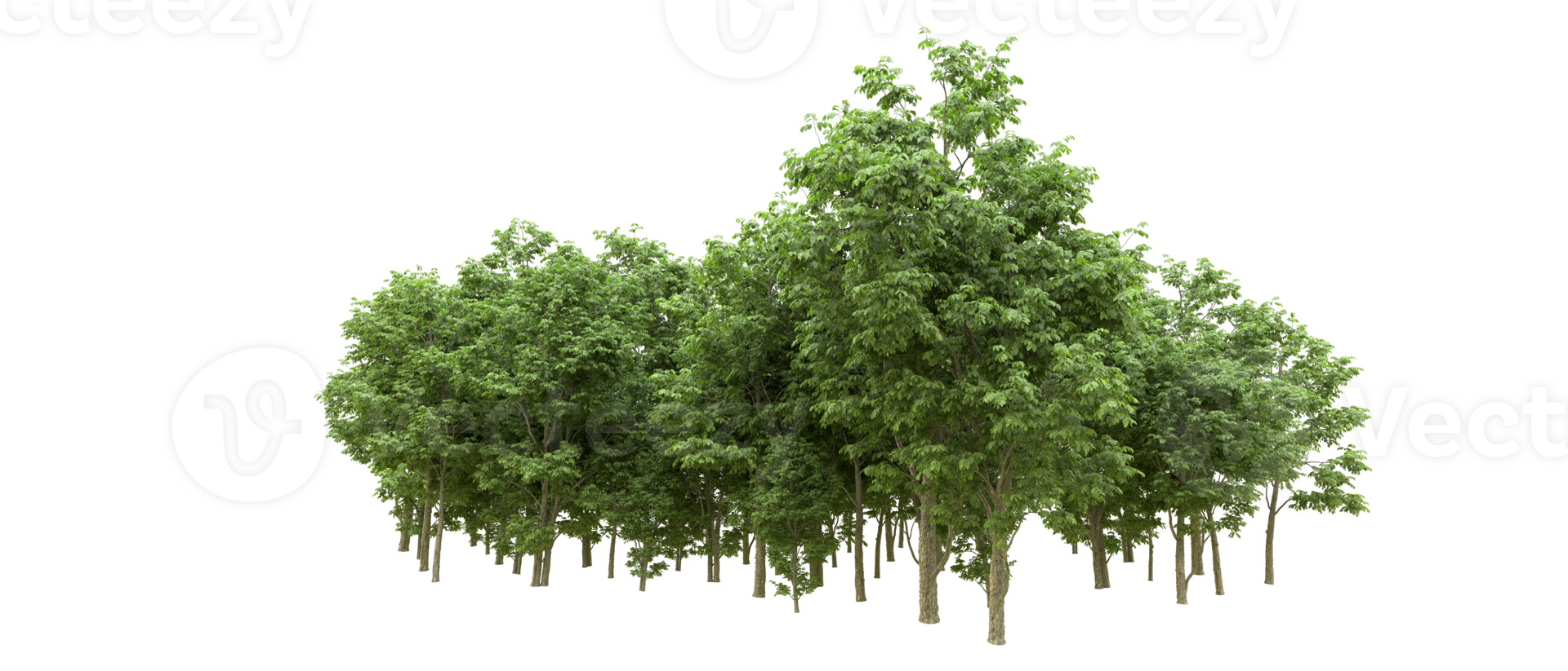 Green forest isolated on background. 3d rendering - illustration png